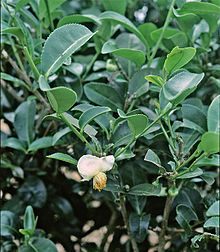 Camellia sinensis (1).jpg