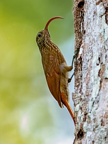 Campylorhamphus procurvoides - egri chiziqli Scythebill; Botanika bog'i minorasi, Manaus, Amazonas, Brazil.jpg