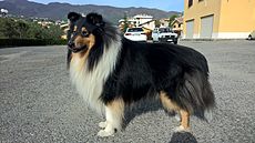 Scottish Shepherd Dog PL.jpg