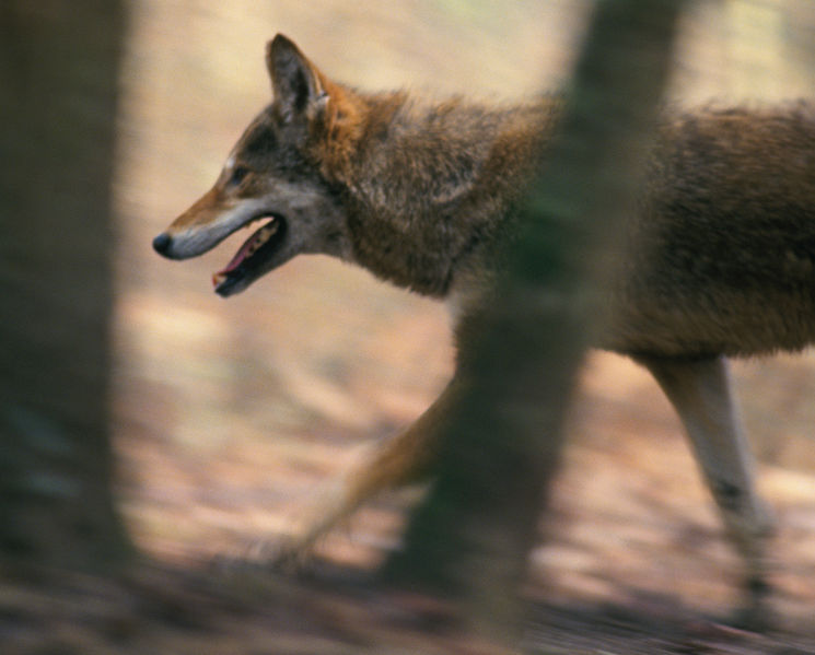 File:Canis rufus walking in forest cropped.jpg