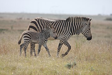 'n Kaapse bergkwagga en 'n vul.