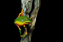 Cape York Graceful Treefrog A22I6824.jpg