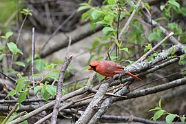 Cardinal birding NC 11.2018 Font hill may 3, 4 2018DSC 0283.jpg