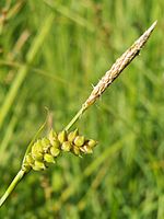 Carex panicea kz.jpg