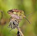   Carpocoris purpureipennis