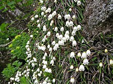 Cassiope likopodioidler 6. JPG