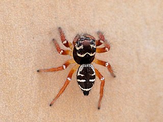 <i>Zenodorus metallescens</i> Species of spider