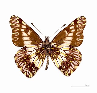 <i>Catasticta</i> Butterfly genus in family Pieridae