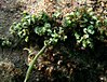 Caulerpa serrulata Réunion.jpg