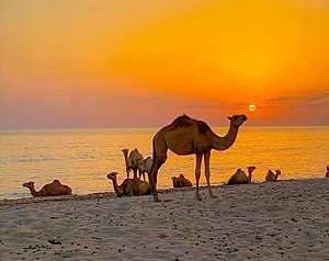 Una playa en El-Sheikh