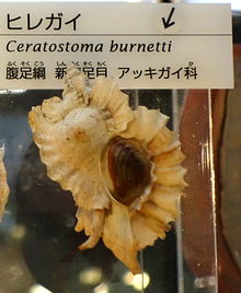 Ceratostoma burnetti - Nacionalni muzej prirode i znanosti, Tokio - DSC06903-001.JPG