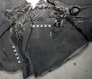 <span class="mw-page-title-main">Ichthyosauriformes</span> Group of marine reptiles