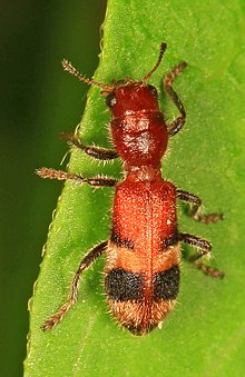 Клетчатый жук - Enoclerus rosmarus, Meadowood Farm SRMA, Mason Neck, Virginia.jpg