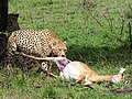 Cheetah with Impala kill (3076157418).jpg
