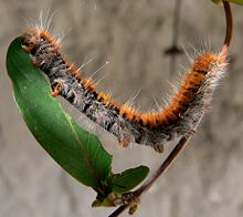 Las larvas de los lepidópteros consumen grandes cantidades de hojas. En la imagen se observa a la larva de Macrothylacia rubi devorando una hoja.