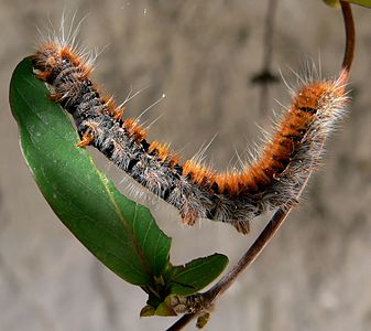 Macrothylacia rubi (Fox Moth), caterpillar