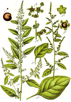 Description de l'image Chenopodium_polyspermum_Sturm28.jpg.