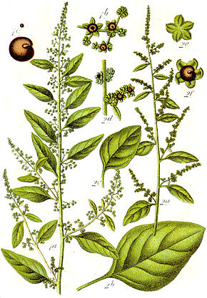 Descrição da imagem Chenopodium_polyspermum_Sturm28.jpg.