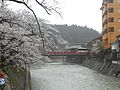 4.中橋周辺の桜