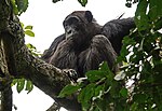 Thumbnail for Kyambura Game Reserve