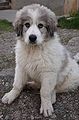 Pyrenean mountain dog, two months old