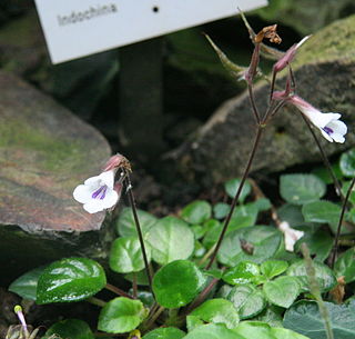 <i>Deinostigma eberhardtii</i> Species of flowering plant