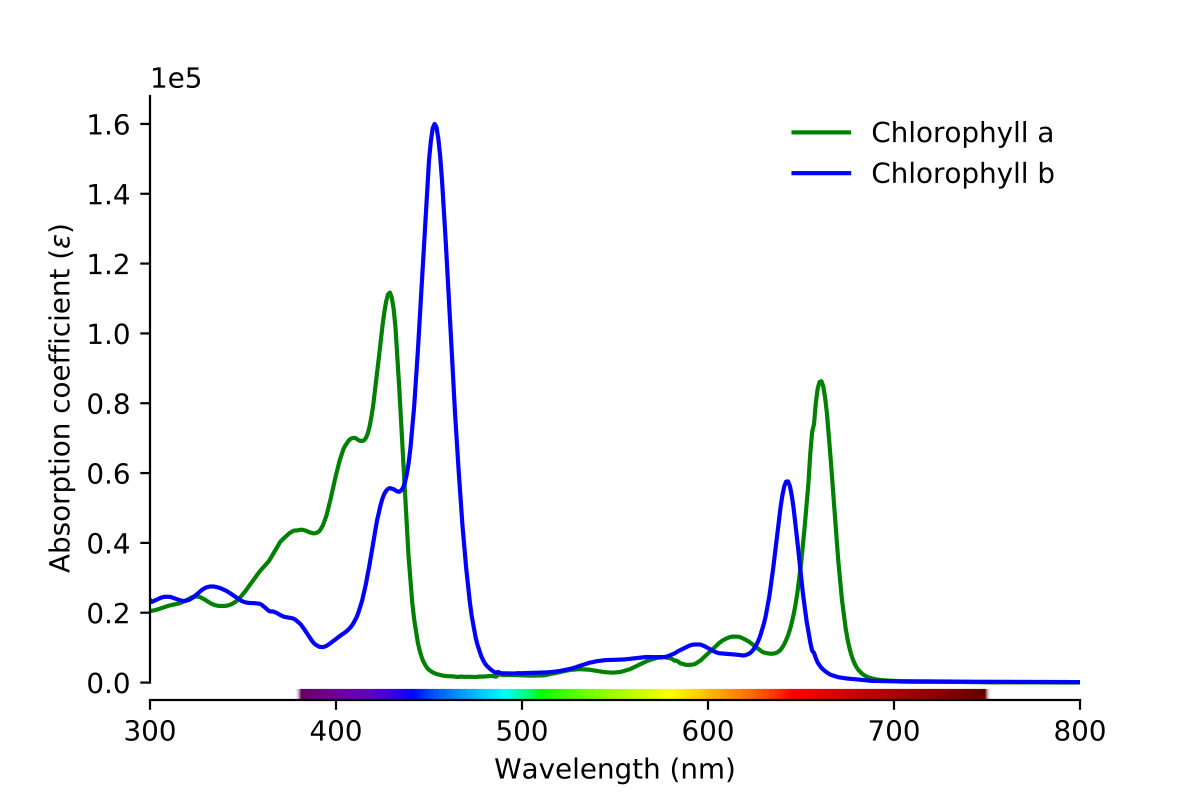 File:Chlorophyll Absorption Spectrum.svg - Wikimedia Commons