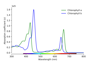 absorption spectra (absorption coefficient vs wavelength) of chlorophyll a and chl b