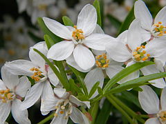 Choisya ternata 'Aztec Pearl' en Beaune