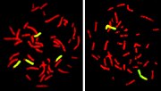 Miniatura per Hibridació in situ per fluorescència