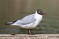 * Nomination Black-headed gull in breeding plumage --Alexis Lours 00:08, 20 March 2022 (UTC) * Promotion  Support Good quality. --Stepro 00:59, 20 March 2022 (UTC)  Support Good quality, geocoding would be appreciated --Virtual-Pano 01:01, 20 March 2022 (UTC)