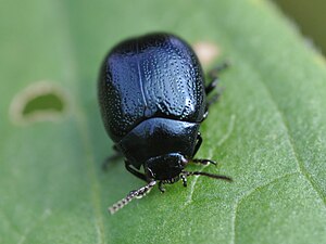 Chrysolina haemoptera 3.JPG