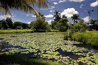 Cuban wetlands ecoregion in Cuba