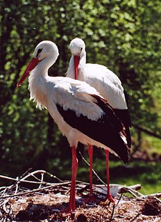 El-Kouf National Park