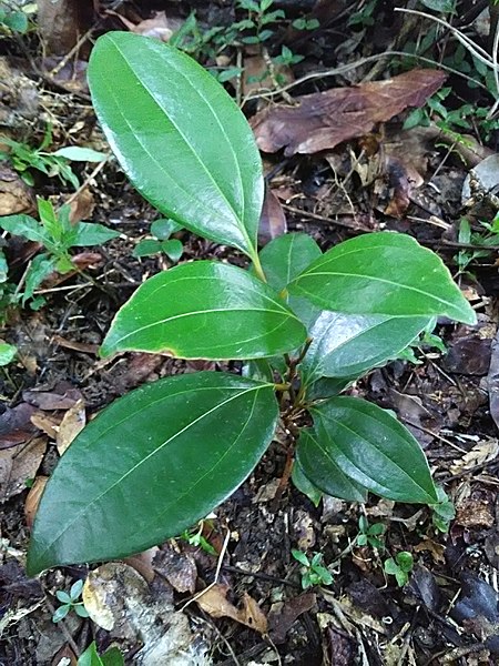 File:Cinnamomum verum (Lauraceae).jpg