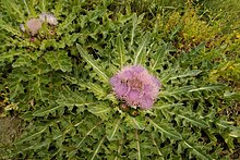 Cirsium esculentum flowering in Semey Ormany.jpg