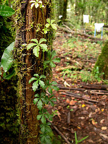 Cissus striata (parrilla) Inao Vásquez 001.jpg