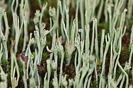 Cladonia subulata