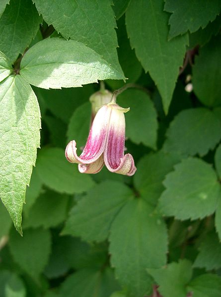 File:Clematis obvallata2.jpg