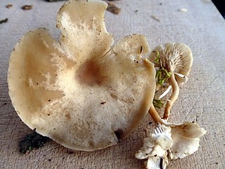 <i>Clitocybe marginella</i> Species of fungus