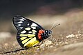 * Nomination Close wing Mud-puddling of Delias pasithoe (Linnaeus, 1767) – Red-base Jezebel (by Mahesh Baruah) --Atudu 06:36, 8 August 2020 (UTC) * Promotion The quality of the subject is good but the blurry foreground is disturbing, I propose to tilt it to get it horizontal and removed most part of the blurry area --Poco a poco 06:48, 8 August 2020 (UTC)  Support I agree, but just OK as is --Charlesjsharp 11:44, 14 August 2020 (UTC)