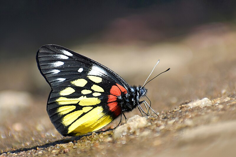 File:Close wing Mud-puddling of Delias pasithoe (Linnaeus, 1767) – Red-base Jezebel--WLB DSC 0569-01-01.jpg