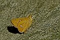 Close wing posture Mudpuddling of Polytremis eltola (Hewitson, 1869) – Yellow-spot Swift WLB DSC 0590.jpg