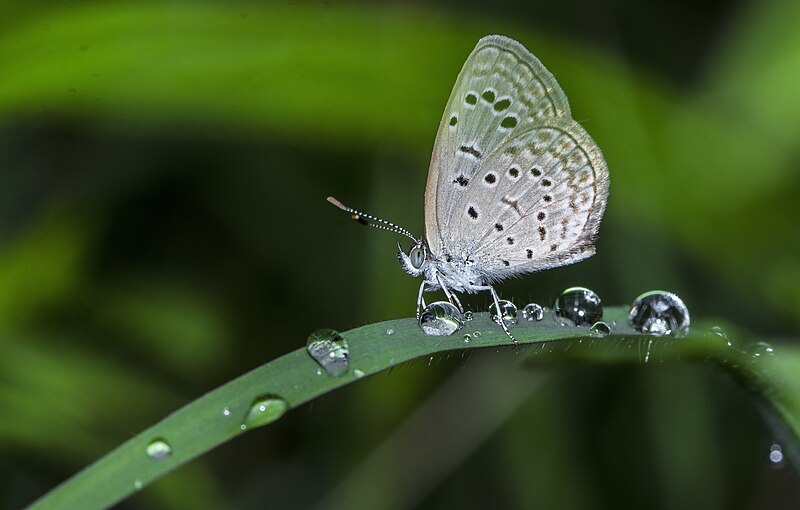 File:Close wing resting position of Zizeeria karsandra (Moore, 1865) - Dark Grass Blue WLB MG 2728.jpg