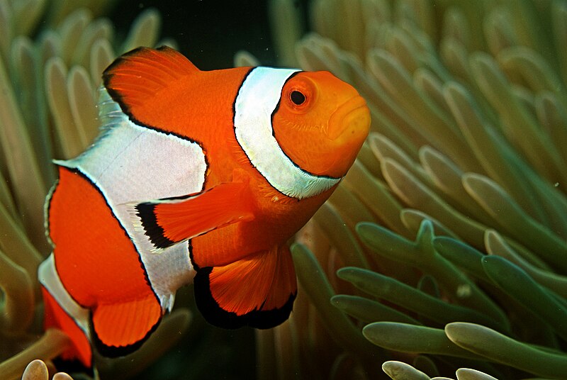 File:Clown fish in the Andaman Coral Reef.jpg