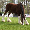 Un Clydesdale, cheval hypermétrique (1,70 m en moyenne)