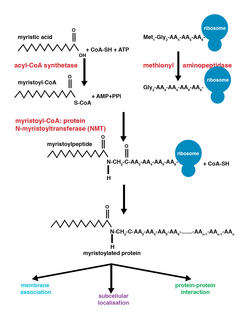 Myristoylation protein modification