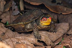 Cochin forest cane turtle.jpg