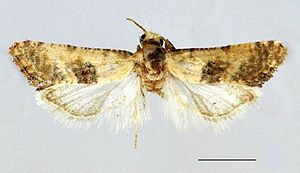 Cochylis faustana male.JPG