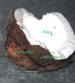 coconut (Cocos nucifera)